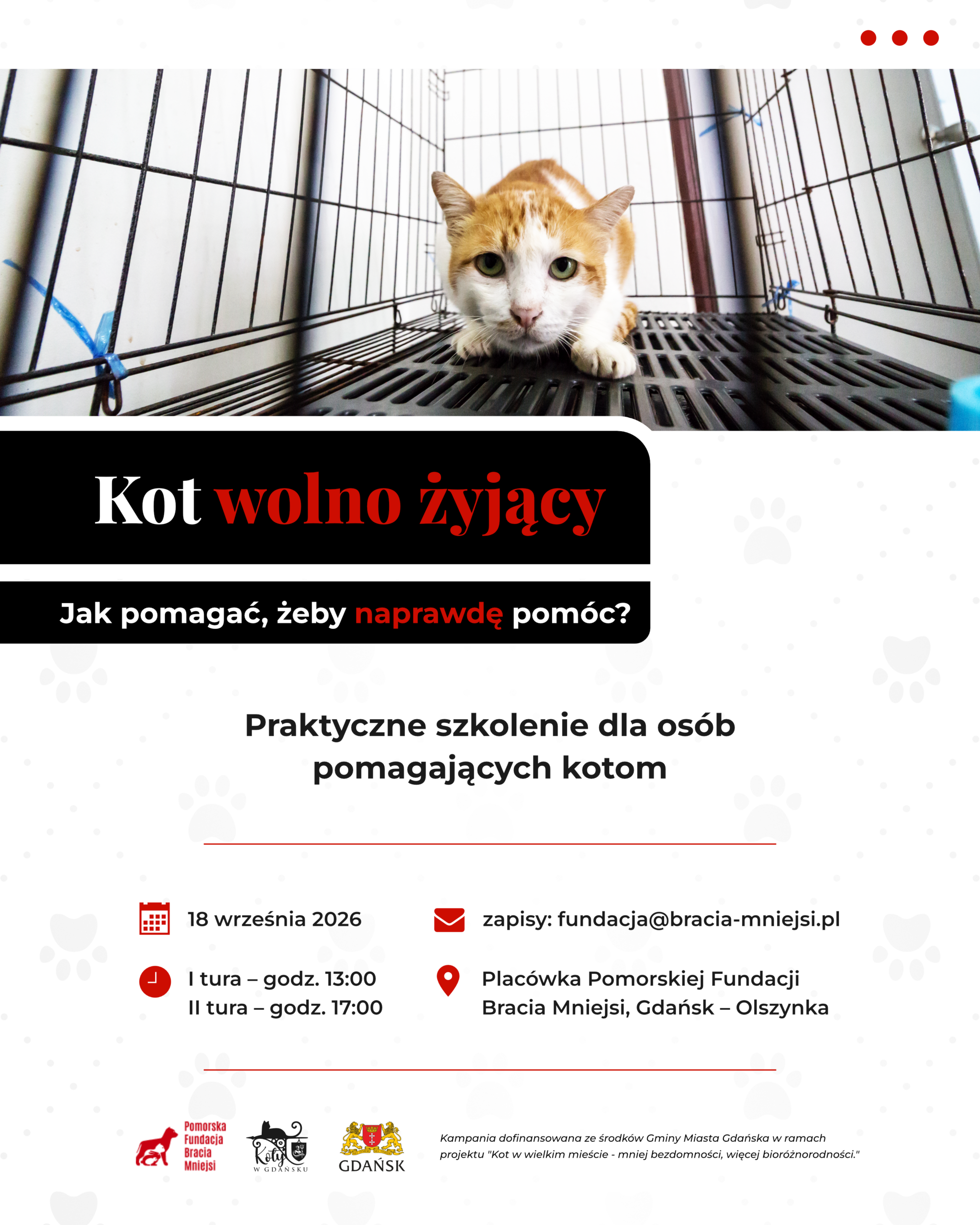 Koty w Gdańsku