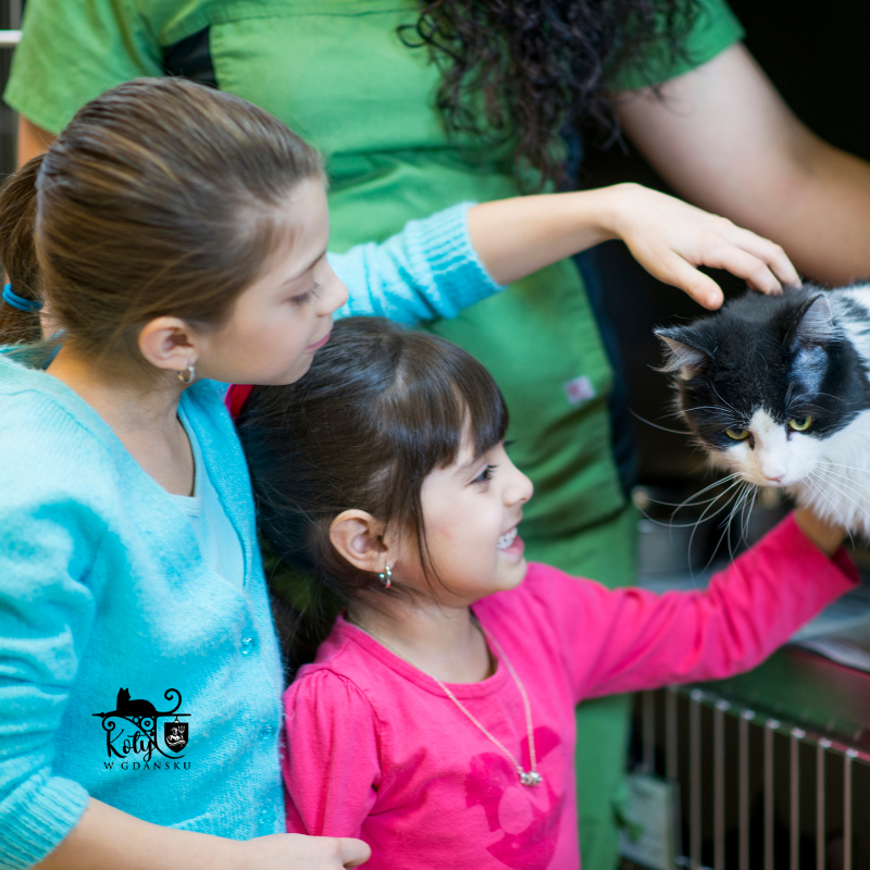 Odpowiedzialna adopcja kota – co warto wiedzieć?